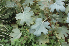 Macleaya microcarpa