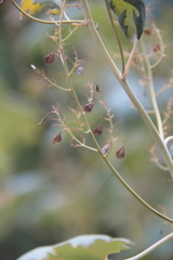 Macleaya microcarpa