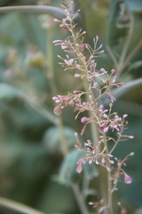 Macleaya microcarpa