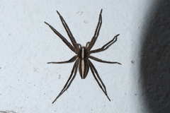 Neoctenus