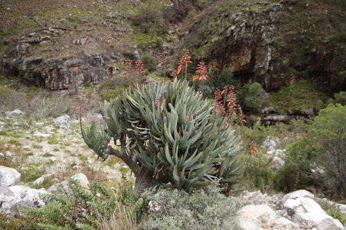 Kumara plicatilis