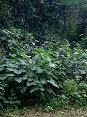 Clerodendrum bungei