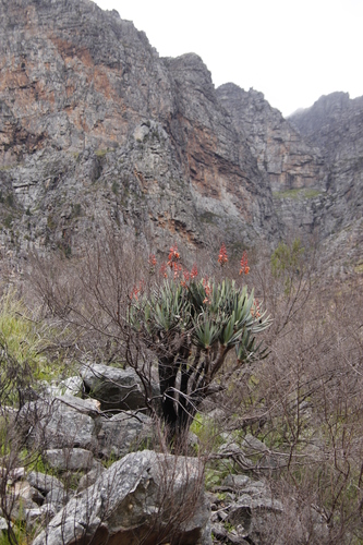 Kumara plicatilis