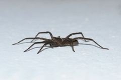 Neoctenus