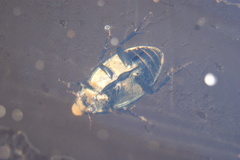 Hydrophilus aterrimus