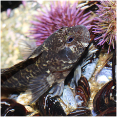 Mussel Blenny photo 5