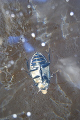 Hydrophilus aterrimus