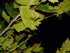 Platanus orientalis