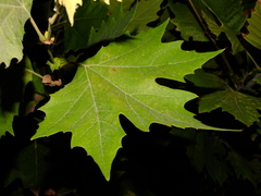 Platanus orientalis