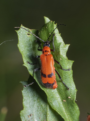 Chauliognathus militaris