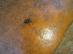 Steatoda ancorata