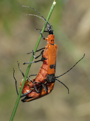 Chauliognathus militaris