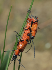 Chauliognathus militaris