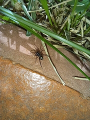 Steatoda ancorata