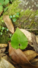 Disperis lindleyana