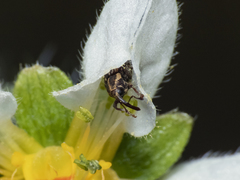 Eucalus tessellatus
