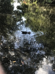 Cairina moschata domestica