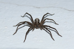 Neoctenus