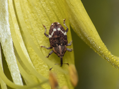 Eucalus tessellatus