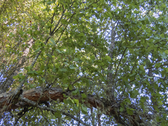 Nothofagus glauca