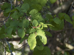 Nothofagus glauca