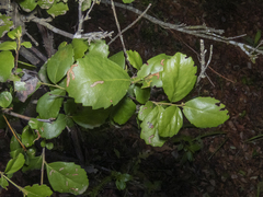 Lomatia dentata