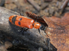 Chauliognathus militaris