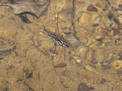 Aquarius chilensis