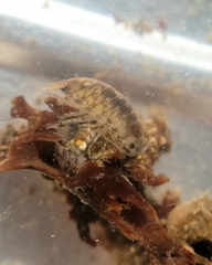Cirolana harfordi
