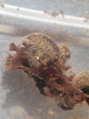 Cirolana harfordi