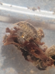 Cirolana harfordi