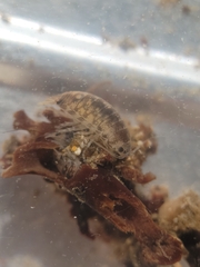Cirolana harfordi