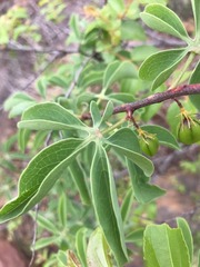 Adenia glauca