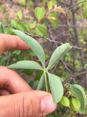 Adenia glauca