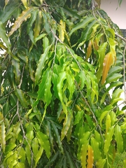Polyalthia