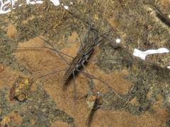 Aquarius chilensis