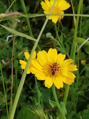 Calocoris nemoralis