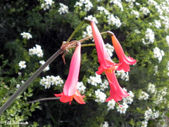 Phycella cyrtanthoides