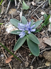 Hyacinthoides lingulata