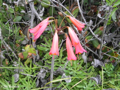 Phycella cyrtanthoides