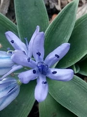 Hyacinthoides lingulata