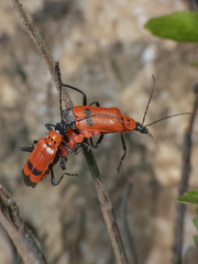 Chauliognathus militaris