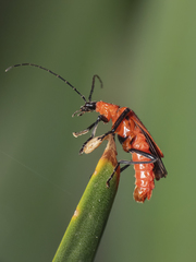 Chauliognathus militaris