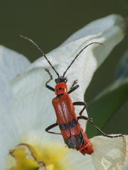Chauliognathus militaris