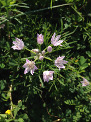 Allium drummondii