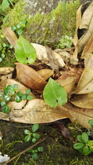 Disperis lindleyana