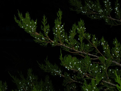 Grecian juniper (Juniperus excelsa)