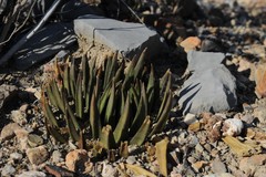 Ariocarpus trigonus