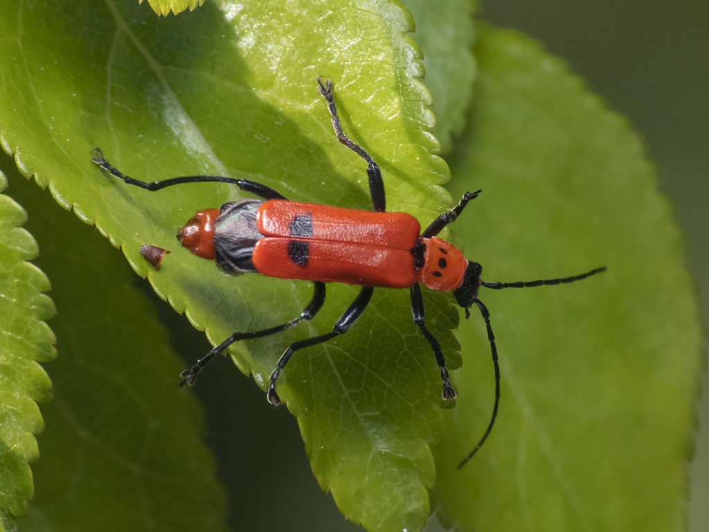 Chauliognathus militaris