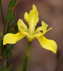 Moraea anomala